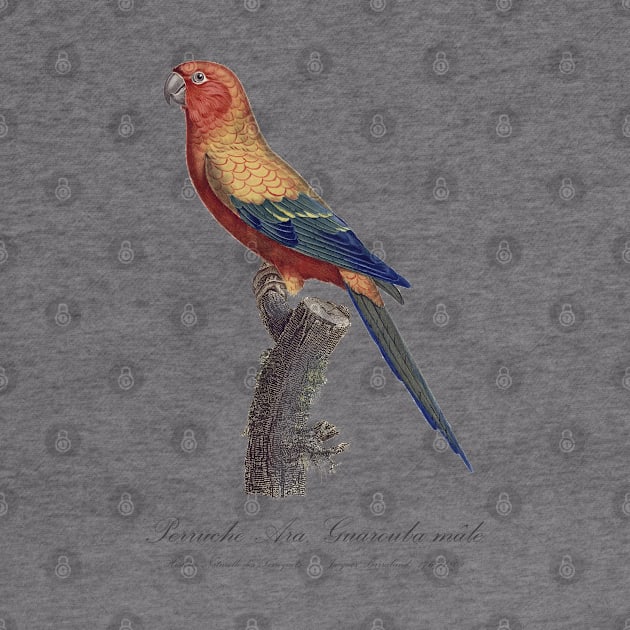 Sun Parakeet or Sun Conure / Perruche Ara, Guarouba male - Jacques Barraband 19th century Illustration by SPJE Illustration Photography